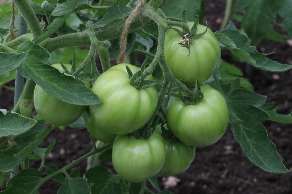 Comment démarrer un potager facilement ?