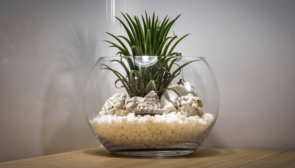 Comment entretenir des plantes d'intérieur ?