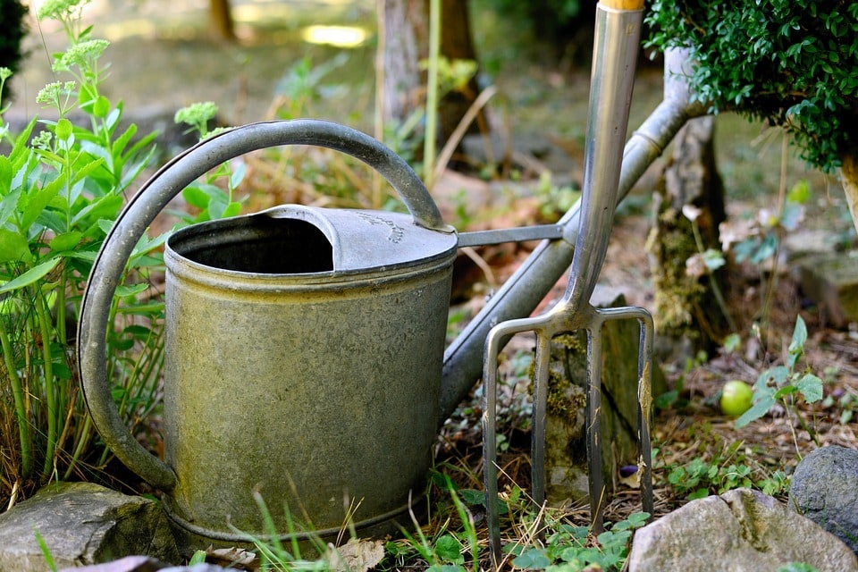 Plantes faciles à cultiver dans un jardin