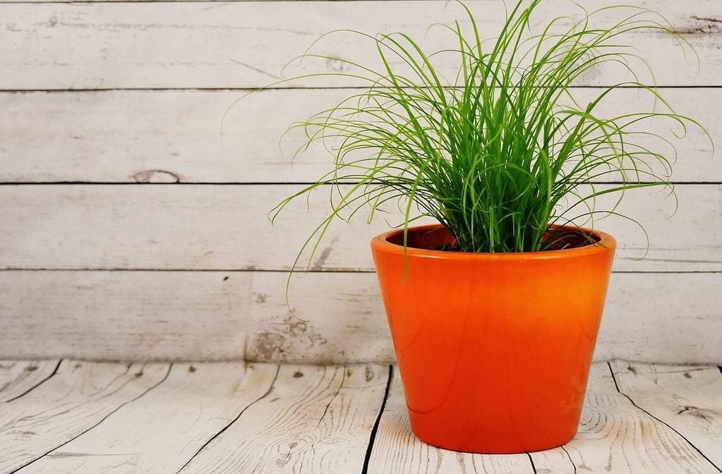 Plantes faciles pour décorer une maison